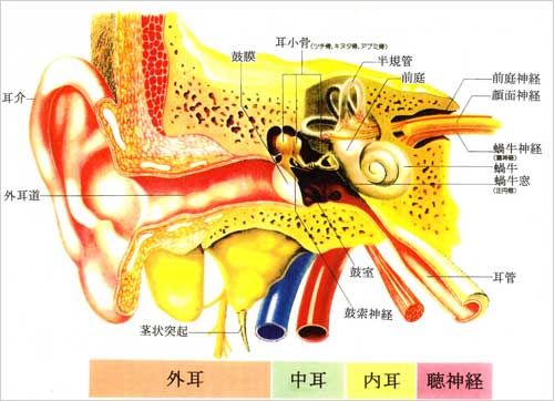 図：耳の構造